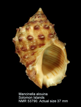 Mancinella alouina (3).jpg - Mancinella alouina(Röding,1798)